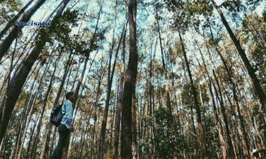 Taman Hutan Kota Lhokseumawe