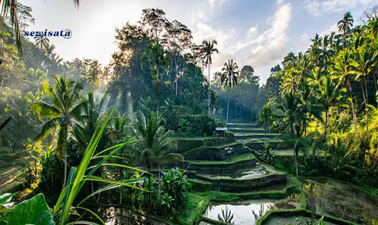 Ubud - Bali