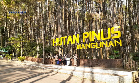 Harmoni Wisata Hutan Pinus Mangunan, Jogja