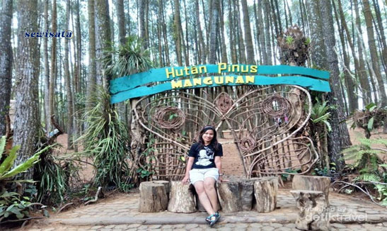 Hutan Pinus Mangunan