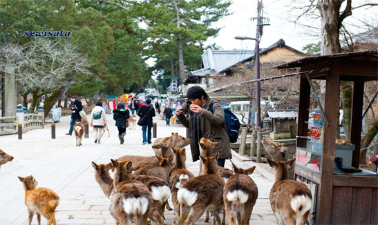 Nara Park (Nara Kōen)