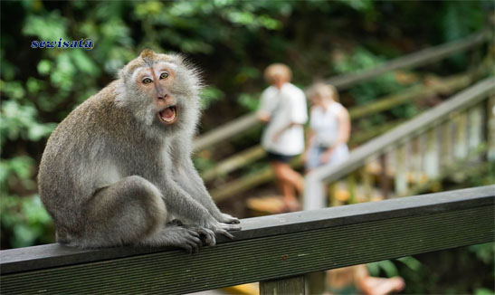 Sewisata Ubud Monkey Forest