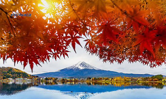 Sewisata Danau Kawaguchi (Kawaguchiko)